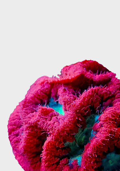 LPS Corals For Sale In UK | Large Polyp Stony | Mail Order | Fresh Corals