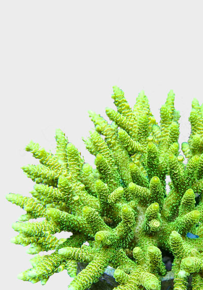 Hard Corals For Sale In UK | Scleractinia | Mail Order | Fresh Corals