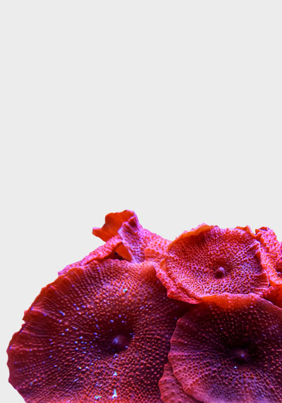 Soft Corals For Sale In UK | Alcyonacea | Mail Order | Fresh Corals