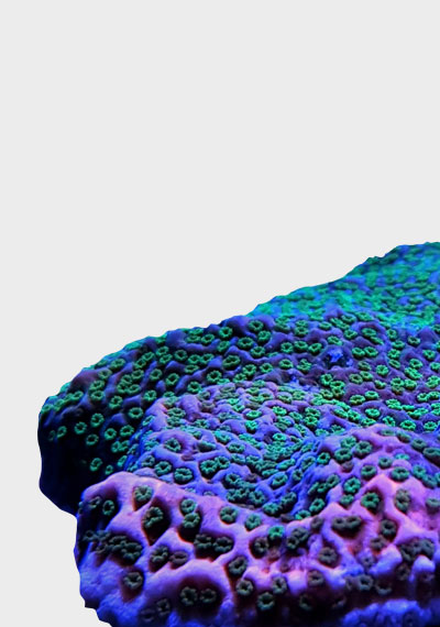 SPS Corals For Sale In UK | Small Polyp Stony | Mail Order | Fresh Corals